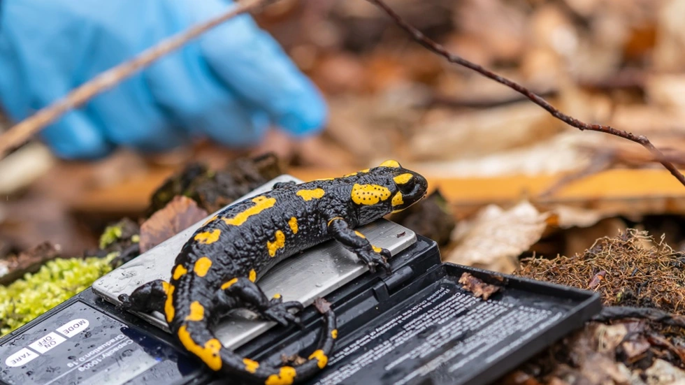 Feuersalamander (Symbolbild)