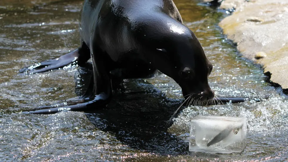 Vor den Kindern waren im Zoo aber erstmal die Seelöwen dran mit Eis. Vor den Kindern waren im Zoo aber erstmal die Seelöwen dran mit Eis.