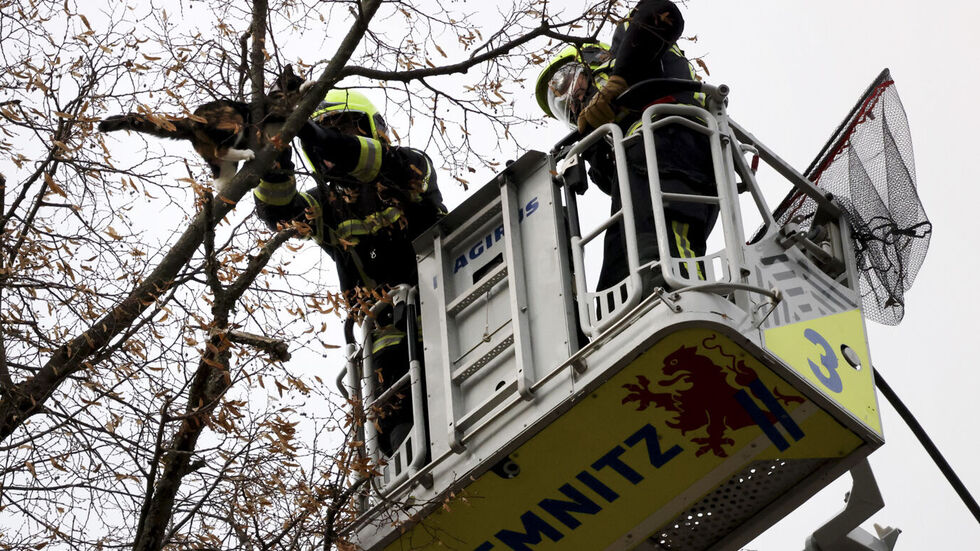 Gaaanz vorsichtig holen die Feuerwehrleute die Katze aus dem Geäst. Ganz sicher ging es ihr hundeelend... Gaaanz vorsichtig holen die Feuerwehrleute die Katze aus dem Geäst. Ganz sicher ging es ihr hundeelend...