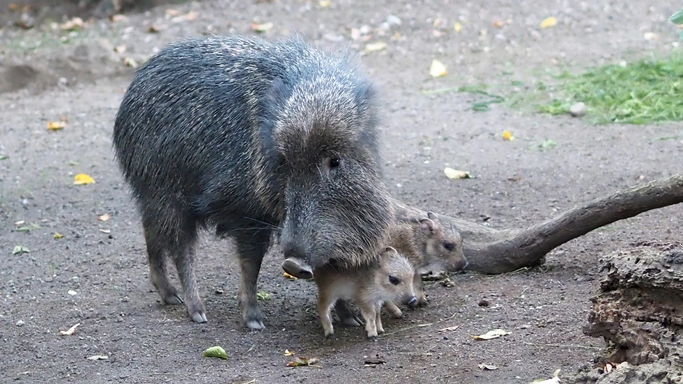 Sau Crepé (8) im Zoo Leipzig mit ihrem niedlichen Zwillingsnachwuchs. 