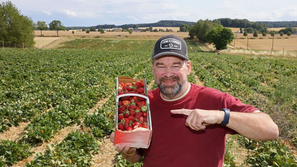Kann sich nicht beschweren: Harald Funck von "Erdbeeren Funck" ist zufrieden mit der Ernte dieses Jahr.