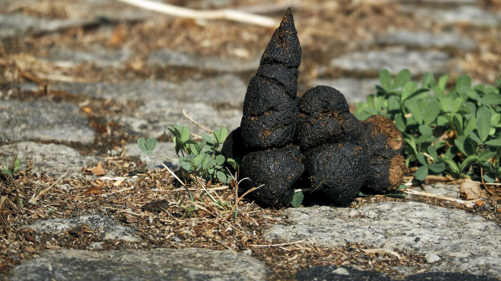 Ein Hundehäufchen (Symbolbild).