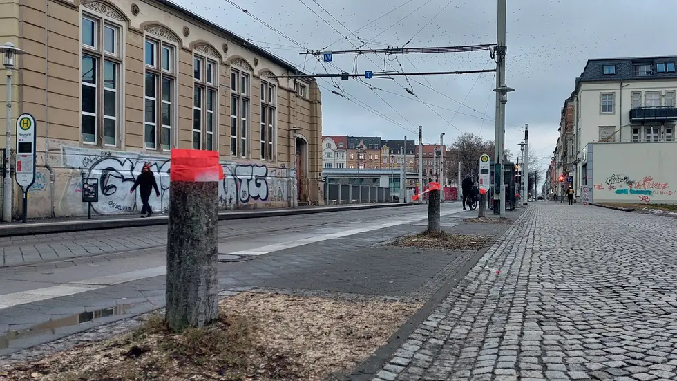 Drei der sieben Baumstümpfe