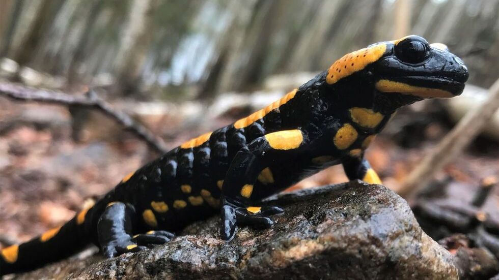 Feuersalamander 