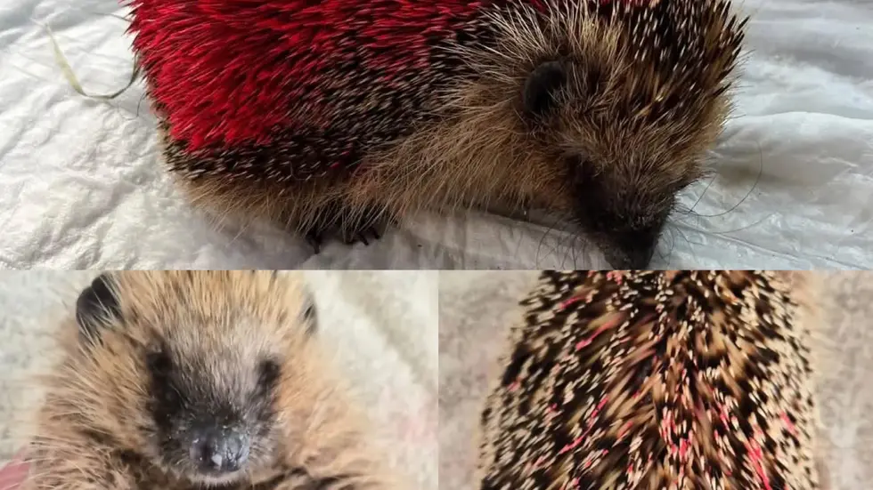 Die Tierschützer versuchten noch das Tier zu säubern und so zu retten - vergeblich.