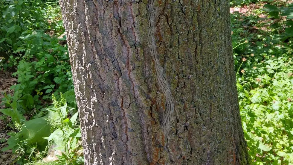 Das Schlösserland hatte vor einigen Wochen Raupen im Großen Garten entdeckt 
