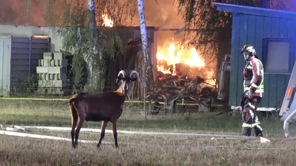 Der Ziegenbock beobachtete die ganze Zeit den brennenden Stall - dann bemerkt er offenbar den Fotografen und ein Feuerwehrmann das Tier.