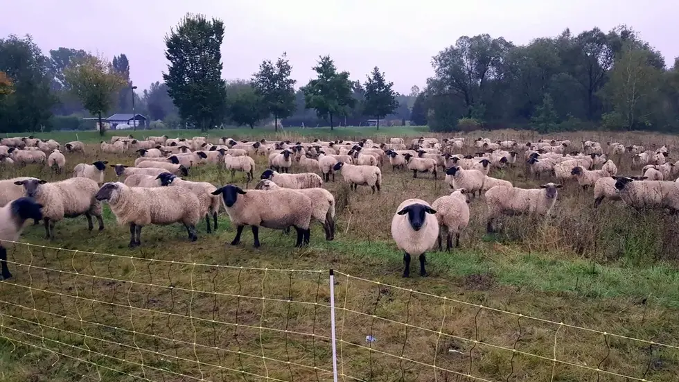 Mittlerweile konnten die Schafe wieder eingezäunt werden (Symbolbild).