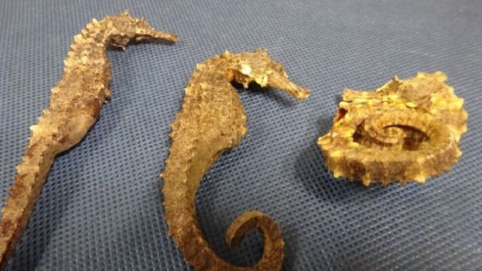 Getrocknete Seepferdchen am Flughafen Leipzig/Halle