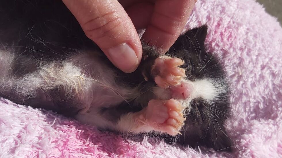 Nicht mal ne Handvoll Leben: Oft kommen die Kitten extrem winzig im Tierheim an. Nicht mal ne Handvoll Leben: Oft kommen die Kitten extrem winzig im Tierheim an.