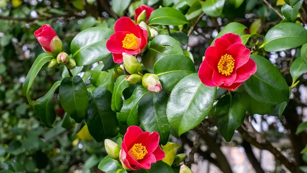 Mitte März steht die Kamelie dann in voller Blüte