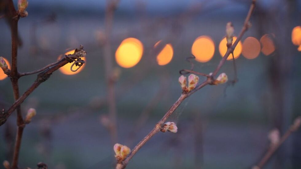 Die empfindlichen Knospen werden durch die Feuer durch Frost geschützt.