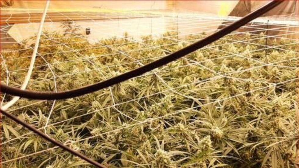 Die Plantage zog sich über mehrere Stockwerke