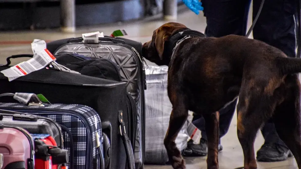 Ein Spürhund erschnüffelte das illegale Paket mit den Schlangenhäuten.