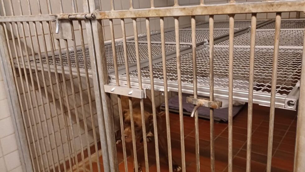 Coco unter seiner neuen Zwischendecke, die verhindert, dass er hoch springen und sich verletzen kann.