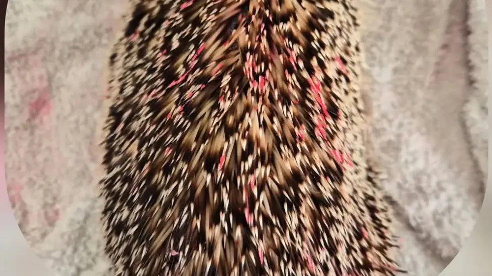 Zwar konnten die Igel-Freunde die Farbe wieder rauswaschen, das Tier starb trotzdem.
