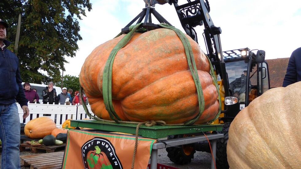 Das Exemplar von Sachsenmeister Andreas Baumert brachte stattliche 666,78 Kilo auf die Waage