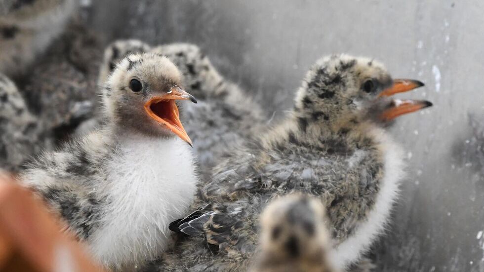 25 junge Flussseeschwalben sind in Groß Schauen geschlüpft.