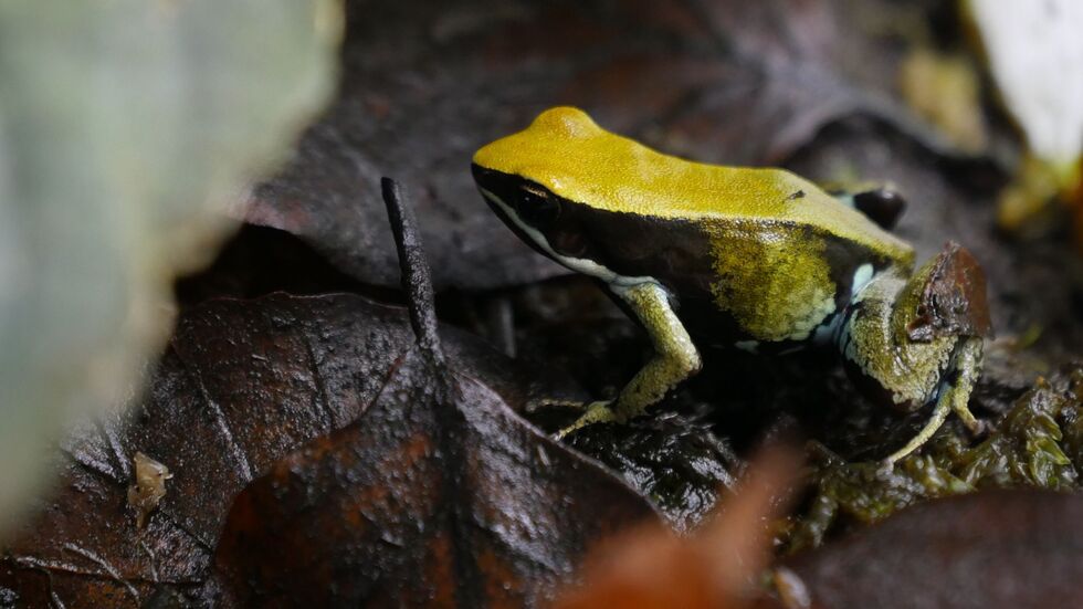 Dem Team des Tierparks Chemnitz ist die erfolgreiche Nachzucht des
Grünen Buntfröschchens (Mantella viridis) gelungen. Dem Team des Tierparks Chemnitz ist die erfolgreiche Nachzucht des Grünen Buntfröschchens (Mantella viridis) gelungen.