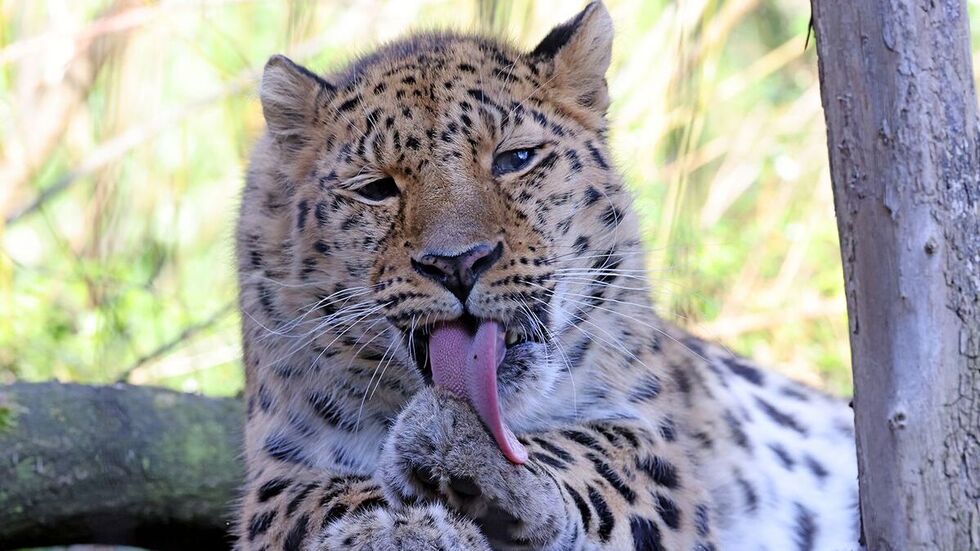 Amurleopardin Mia aus dem Zoo Leipzig
