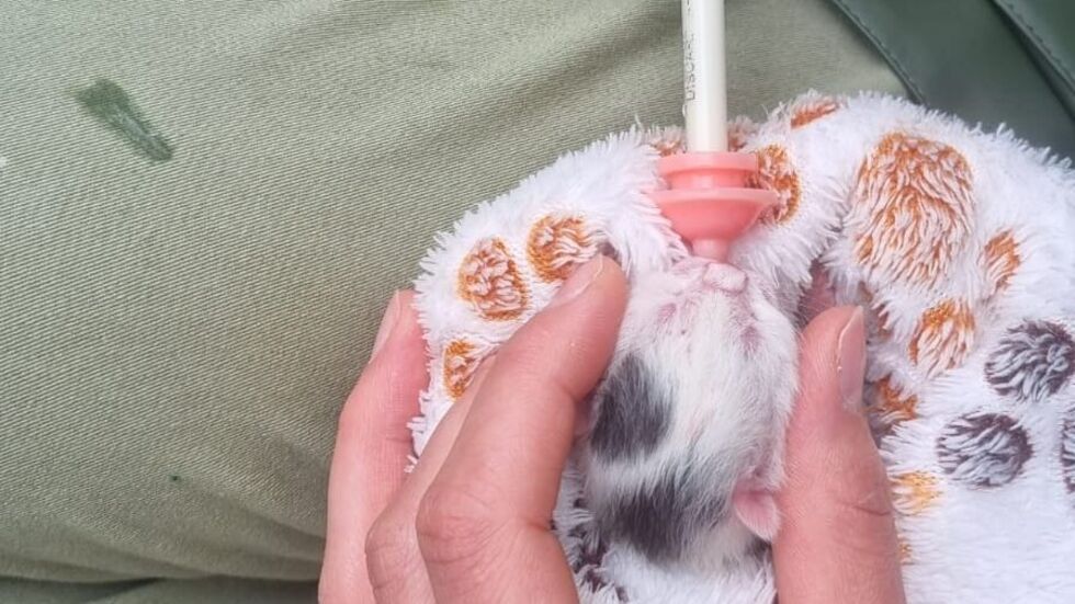 Mit viel Geduld und Liebe versucht man im Tierheim die Winzlinge durchzubekommen.  Mit viel Geduld und Liebe versucht man im Tierheim die Winzlinge durchzubekommen.