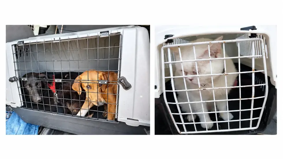 Bundespolizisten entdecken in Reitzenhain acht Hunde und drei Katzen in einem VW Touareg. Alle Tiere wurden sichergestellt und ins Tierheim gebracht.