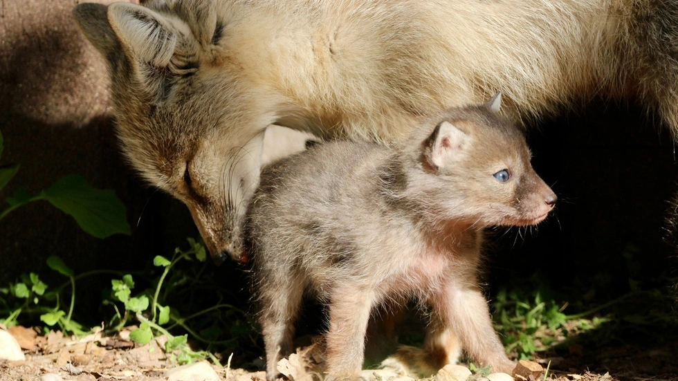 Die Drei vom Fuchsbau. Die Korsak-Welpen erkunden gerade ihr Gehege im Tierpark Chemnitz. Die Drei vom Fuchsbau. Die Korsak-Welpen erkunden gerade ihr Gehege im Tierpark Chemnitz.