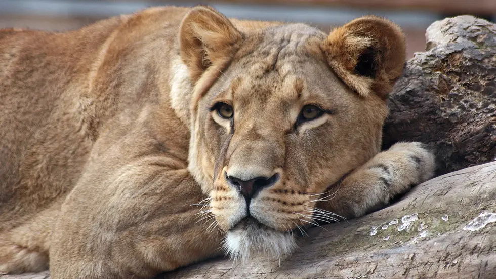 Schweren Herzens musste der Zoo Dresden von Löwin Layla Abschied nehmen 