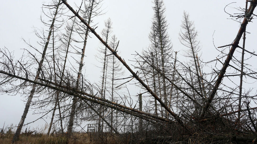 Abgestorbene Bäume. 