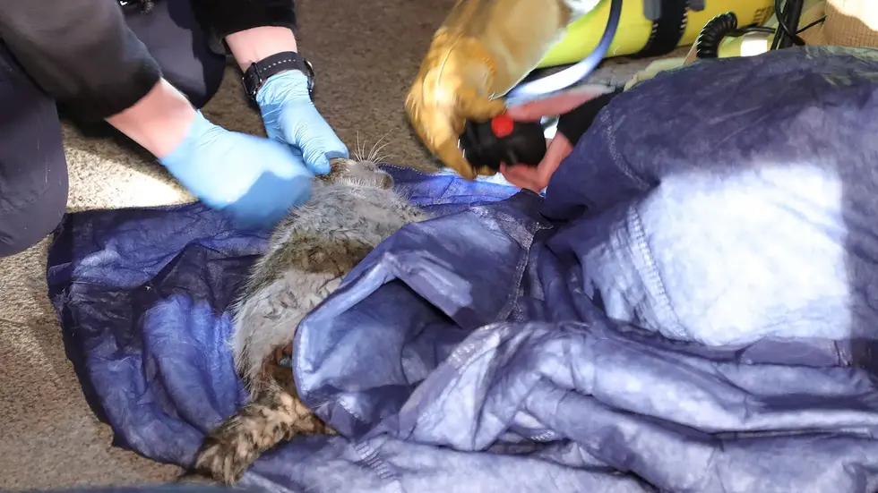 Ein Tier musste durch die Feuerwehr mit Atemluft versorgt werden