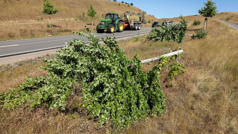 Die Bäume wurden irgendwann Anfang dieser Woche gefällt.