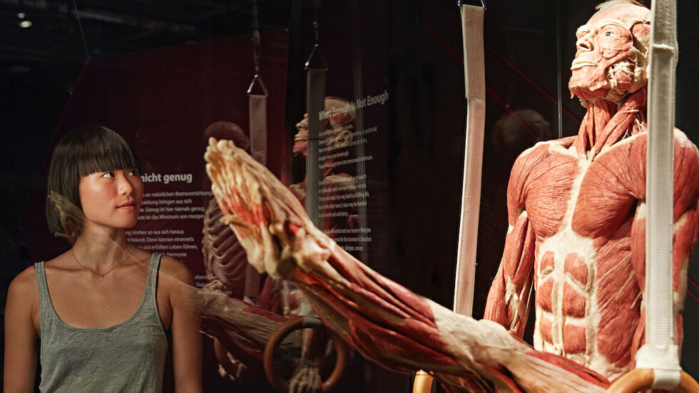 Weltweit 57 Millionen Menschen haben die sehenswerten Präparate der Körperwelten-Ausstellung schon gesehen. Jetzt kommen die Plastinate nach Chemnitz.