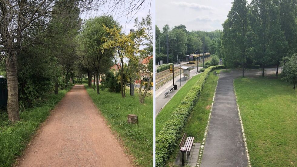 Die Promenade mit alter Allee aus Kugelkirschen wird mit Eisenholzbäumen neu begrünt (l.).  Die Grünfläche unterhalb „Liepsch Ruhe“ erhält Zierkirschen.