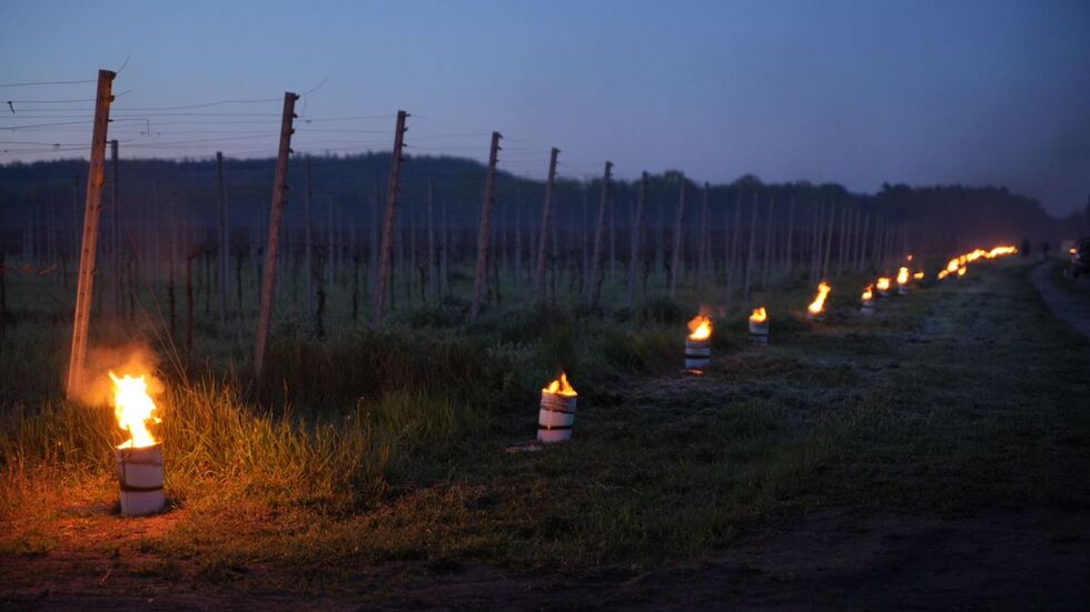 Hunderte kleine Feuer lodern in den Weinbergen.