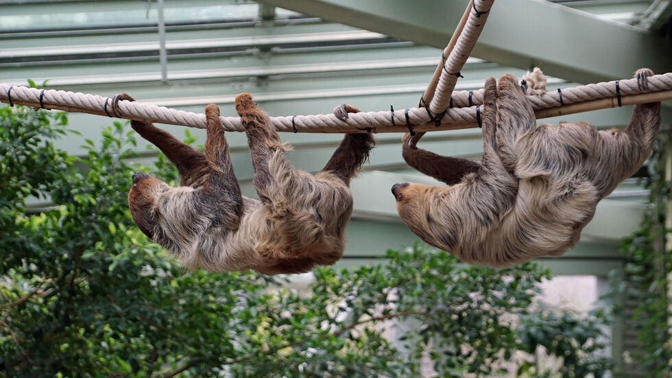 Zwei Faultiere im Dresdner Zoo. Von einem der Tiere muss sich der Zoo nun verabschieden.