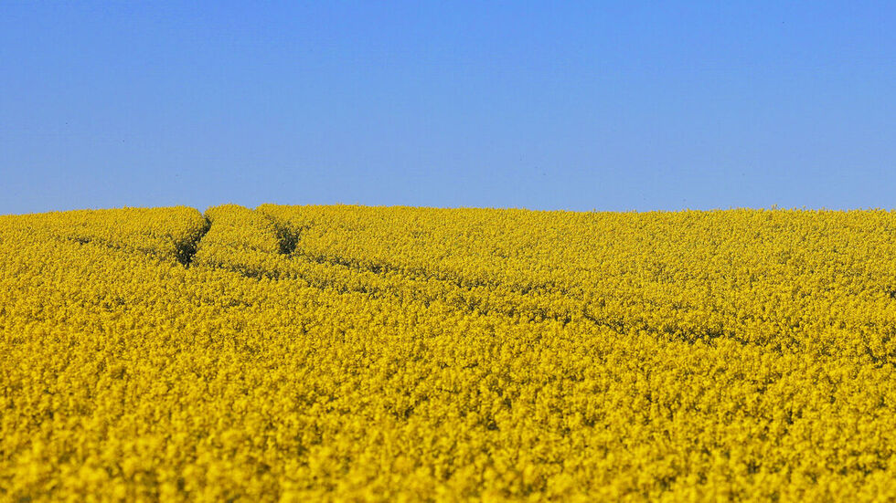 Blühendes Rapsfeld. 