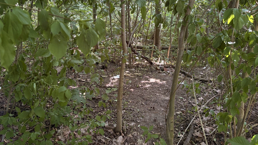 Viele Bäume in dem Waldstück sind noch relativ jung.
