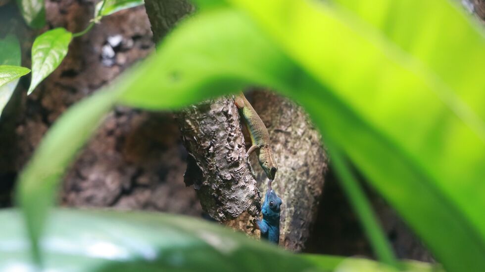 beim Sex ist der Zwergtaggecko ein Riese - der Akt dauert bis zu einer Stunde!