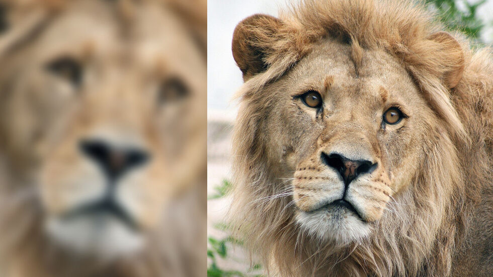 Jago im Alter von vier Jahren.