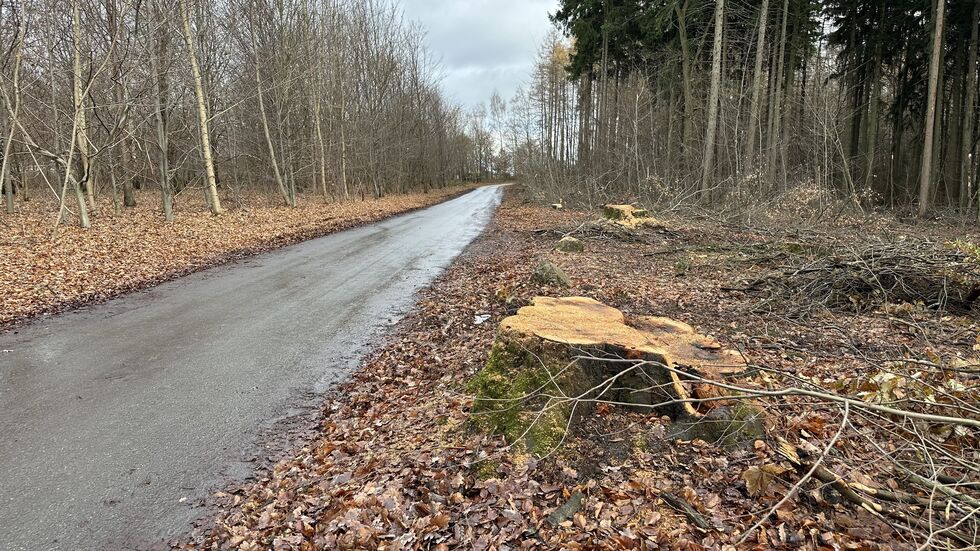 Von den alten Bäumen sind nur noch die Stümpfe übrig. Von den alten Bäumen sind nur noch die Stümpfe übrig.