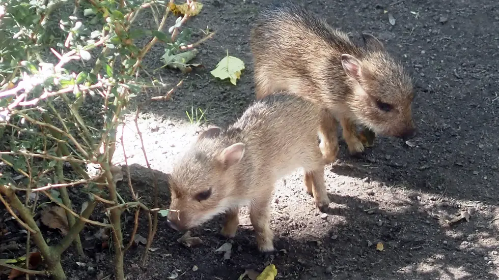 Die zwei neuen Jungtiere bei den Chaco-Pekaris (das ist eine vom Aussterben gefährdete Nabelschwein-Art aus Südamerika) im Leipziger Zoo.