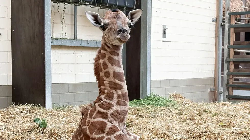 Kam erst Dienstagnacht zur Welt: ein männliches Giraffen-Jungtier im Zoo Leipzig. Kam erst Dienstagnacht zur Welt: ein männliches Giraffen-Jungtier im Zoo Leipzig.
