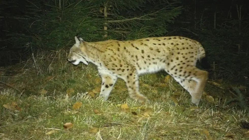 Luchs Bardi aufgenommen von einer Wildkamera. 