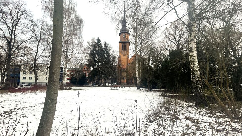 Im Park zwischen Bülaustraße und Pauluskirche wird in den Bäumen Totholz entfernt und Wildwuchs beseitigt.