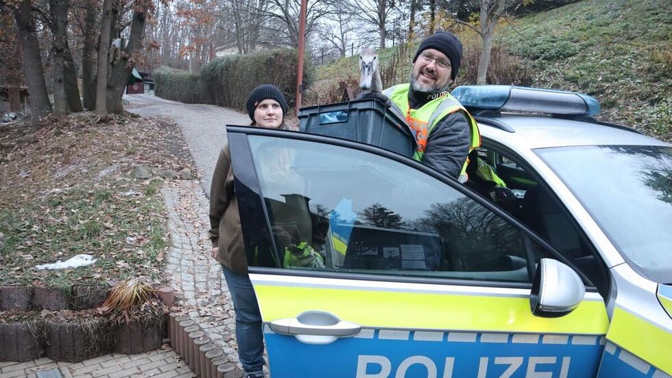 Im Tierheim Plauen wird der Schwan gesundgepflegt. 