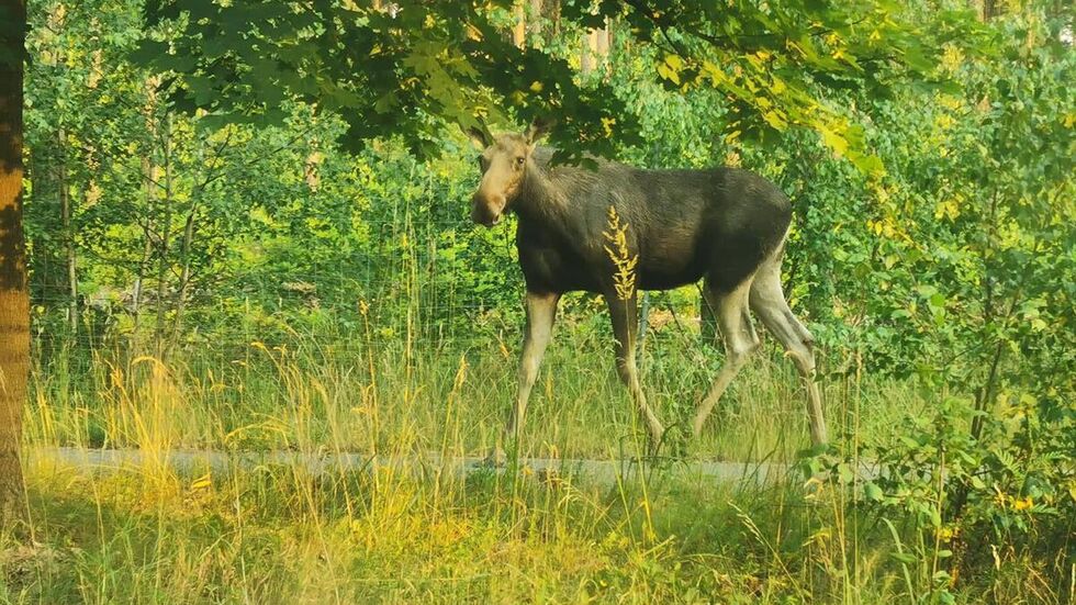 Die Elch-Dame zwischen Weißwasser und Trebendorf.