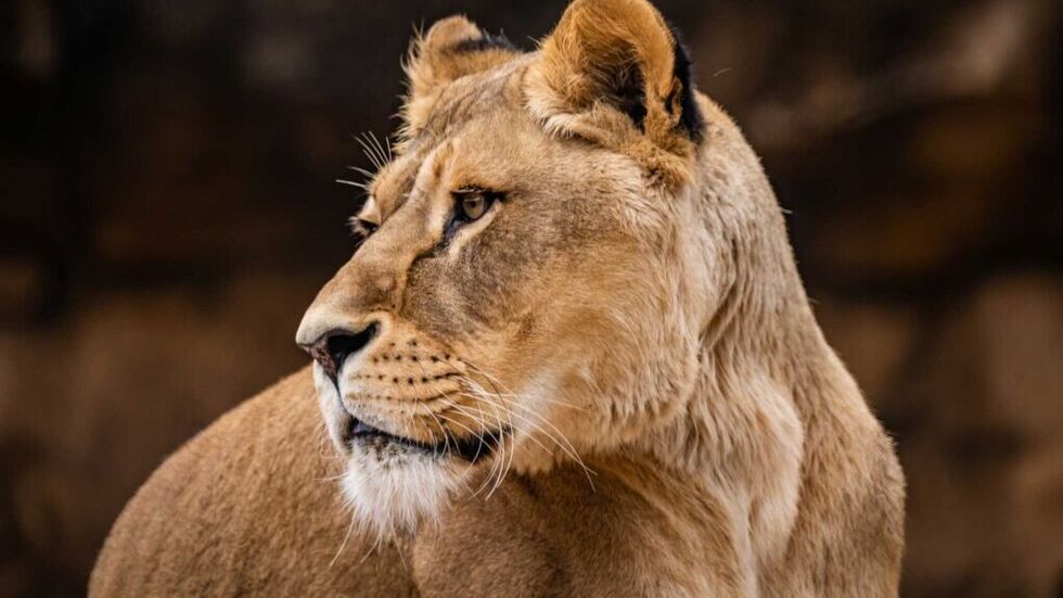 Der Zoo Dresden hat einen Löwen weniger: Im Alter von 13 Jahren musste das Weibchen Abaja eingeschläfert werden. 