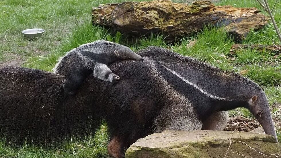 Mutter Bardana mit ihrem Jungtier