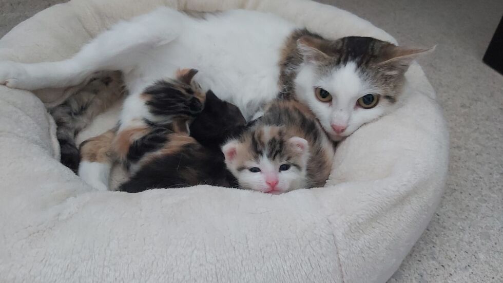 Runa kam trächtig ins Tierheim, für ihre drei Kitten gabs ein Happy End. Sie können vermittelt werden. Runa kam trächtig ins Tierheim, für ihre drei Kitten gabs ein Happy End. Sie können vermittelt werden.