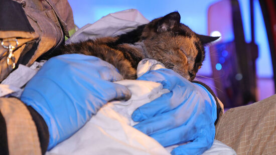 Die Einsatzkräfte mit einer geretteten Katze.